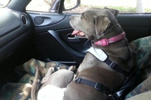 ¡Increíble! Mujer castiga a su perro encerrándolo en un coche hasta morir