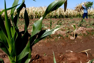 Campo mexiquense atrapado en prácticas del siglo pasado