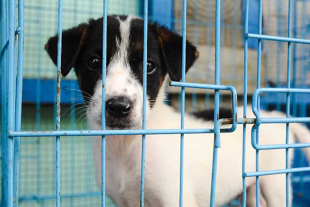 A partir de ahora la venta y adopción de estos animales de compañía deberá realizarse mediante cita previa.