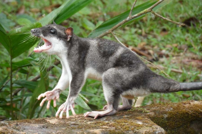 Tlacuache acuático, un marsupial mexicano único y en peligro