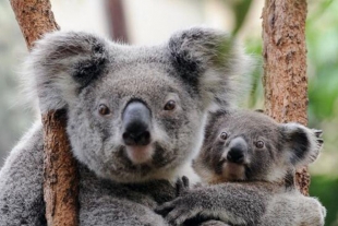 Retrovirus Koala, la enfermedad similar al VIH que amenaza a la especie