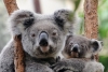 Retrovirus Koala, la enfermedad similar al VIH que amenaza a la especie