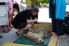 Ponen en marcha jornadas de esterilización en Metepec