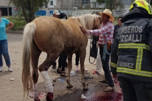 Caballo cae a alcantarilla y es rescatado por bomberos de Cuautitlán Izcalli