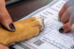 ¿Mascotas con apellido? Habitantes de la CDMX podrían hacerlo ante el registro civil