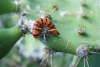 Palomilla del nopal, la voraz plaga que amenaza con llegar a México