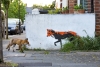 Fotógrafo captura el momento en que un grupo de zorros devoran a un roedor