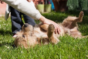 ¿Los perros y gatos pueden sentir cosquillas?