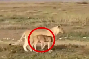 ¡Como una madre! captan a leona cuidando una cría de Ñu perdida