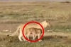 ¡Como una madre! captan a leona cuidando una cría de Ñu perdida