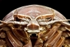 Así luce la extraña cucaracha gigante encontrada en el mar de Indonesia