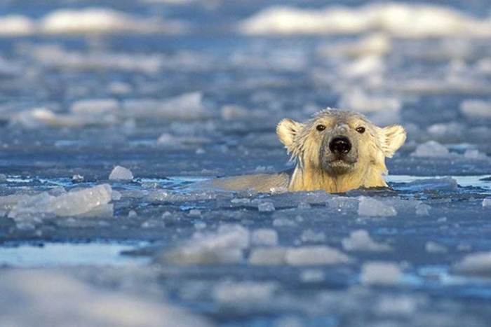 Nueva población de osos polares en Groenlandia ayudaría a estudiar su futuro