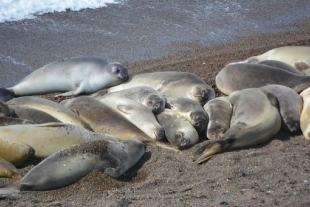 Colonia de elefantes marinos descansando sobre la costa, aprovechando el sol y la tranquilidad de la playa