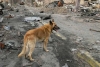 Activistas denuncian la muerte de 300 perros en refugio de Ucrania