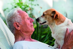 Cinco formas de llenar de energía a tu perro viejito