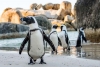 ¡Terrible! Enjambre de abejas mata a más de 60 pingüinos en peligro de extinción