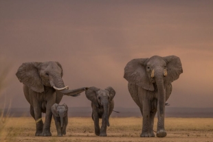 ¡Fin del misterio! Los elefantes desarrollaron su gran memoria para sobrevivir en África