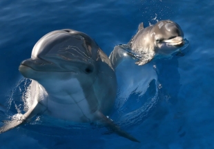¡Alerta! Los delfines están comenzando a “gritar” por la contaminación acústica