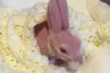 El conmovedor caso del extraño conejo sin pelo que se salvó de la muerte