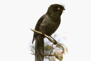 Egotelo de Nueva Caledonia, la ave “fantasma” que es todo un misterio para los científicos