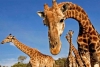 ¡La evolución es magnífica! Conoce el porqué de las jirafas y su largo cuello