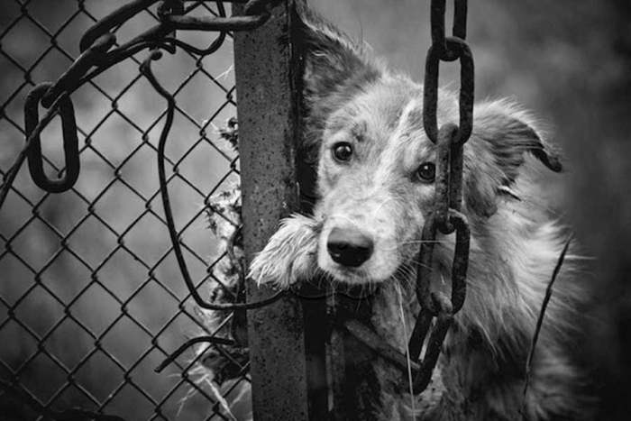 Proponen hasta ocho años de cárcel a quien maltrate o abandone animales domésticos en méxico