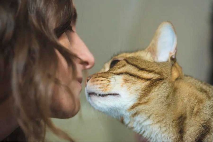 Efecto flemido: ¿por qué los gatos abren la boca cuando huelen algo?