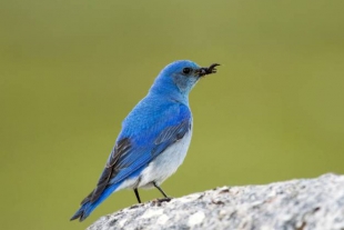 El pájaro de Twitter vive en México