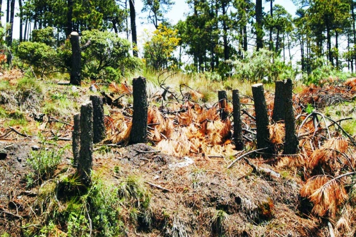 Urgente implementar medidas para proteger el medio ambiente en Edomex: Especialistas