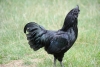 El pollo que tiene el cuerpo negro