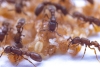 ¡Wow! Las hormigas también pueden producir leche y alimentar a sus colonias