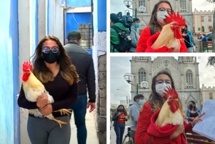 ¡No es broma” en Perú, mujer defiende a su gallo y podría ser multada
