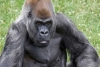 “Ozzie”, el gorila macho más viejo del mundo, muere a los 61 años