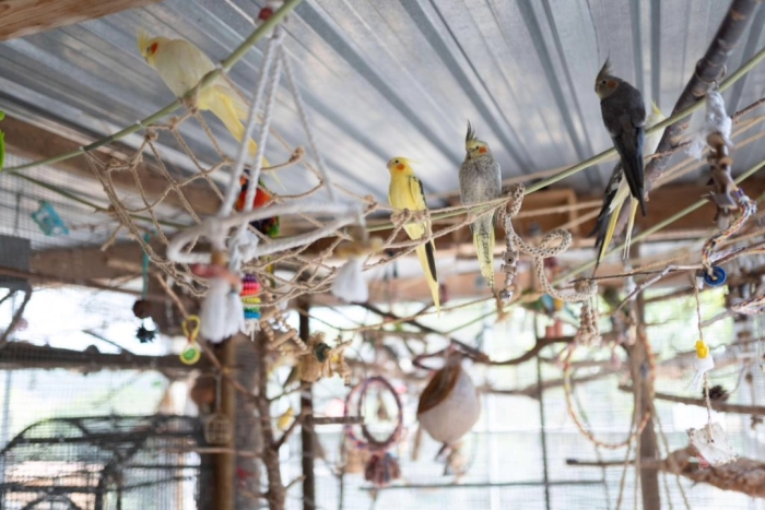 Con esta medida, la institución buscará no sólo combatir el tráfico ilegal de caninos, mininos e incluso especies exóticas