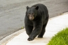 ¡Increíble! Oso salvaje interrumpe boda en Nuevo León