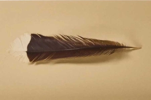 Esta especie ha vuelto a dar de qué hablar