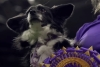 Perrita mestiza hace historia y triunfa en prestigioso concurso canino
