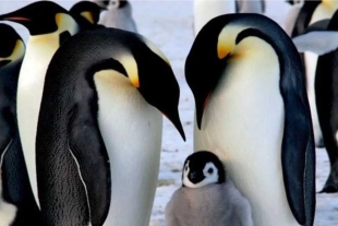 Pérdida de hielo está provocando catástrofes en colonias de pingüinos emperador
