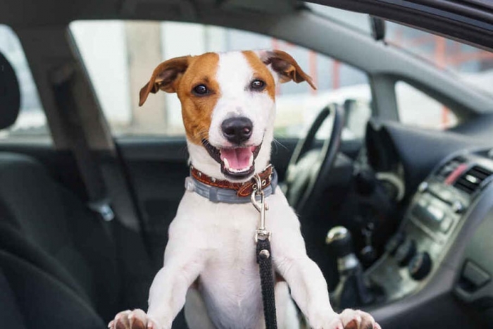 El peligro de manejar con tu mascota en asiento del copiloto