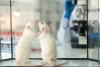 ¡De locos! China experimenta con ratones machos… para preñarlos
