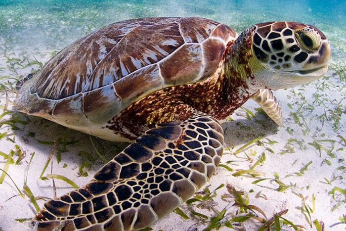 ¿Por qué el calentamiento global ha provocado sobrepoblación de tortugas hembra?