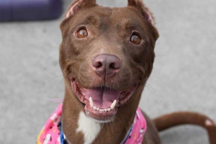 ¡De no creerse! Perrita perdida se reencuentra con su familia en un evento de adopción