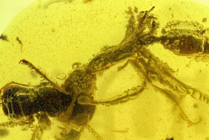 Investigadores hallan fósil de hormiga con más de 99 millones de años de antigüedad
