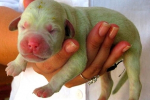 Nace cachorro color verde y se convierte en la nueva sensación viral