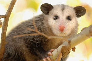 Tlacuache, la historia detrás del único marsupial mexicano