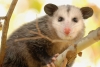Tlacuache, la historia detrás del único marsupial mexicano