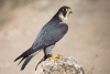 Un estudio biológico halla mercurio en halcones peregrinos