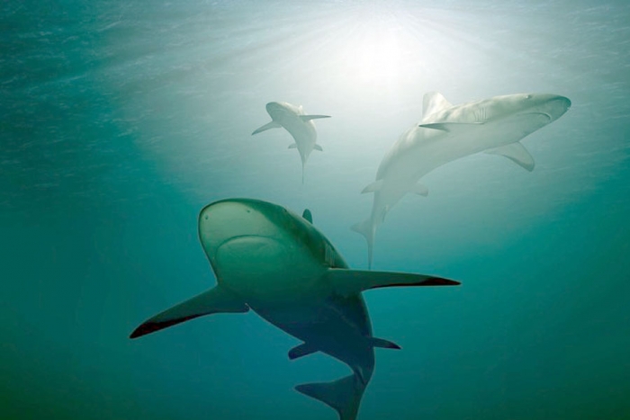 Un estudio muestra de quién tiene miedo el gran tiburón blanco
