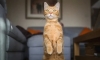 Chismosos y consejeros: Estudio desvela qué tanto nos escuchan y comprenden los gatos