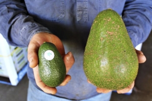 “Avozilla”; conoce el aguacate gigante que pesa más de un kilogramo